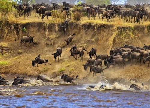 3 DAYS MASAI MARA
