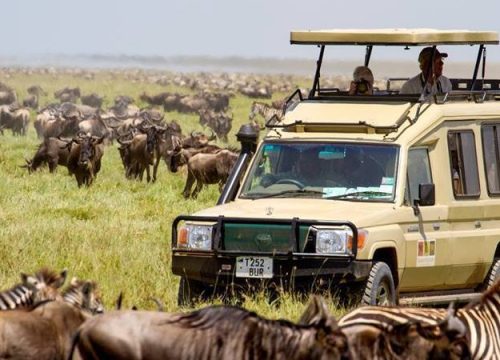 6 DAYS IN SERENGETI NATIONAL PARK - TANZANIA