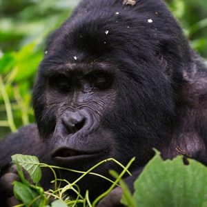 The 3-day Uganda mountain gorilla trekking safaris