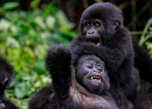 6 Days | 5 Nights Primate Sequence