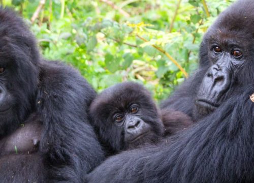 5-DAY UGANDA SHORT WILDLIFE, PRIMATE AND CULTURAL SAFARI.